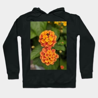 Yellow and Orange Cluster Flowers Photographic Image Hoodie